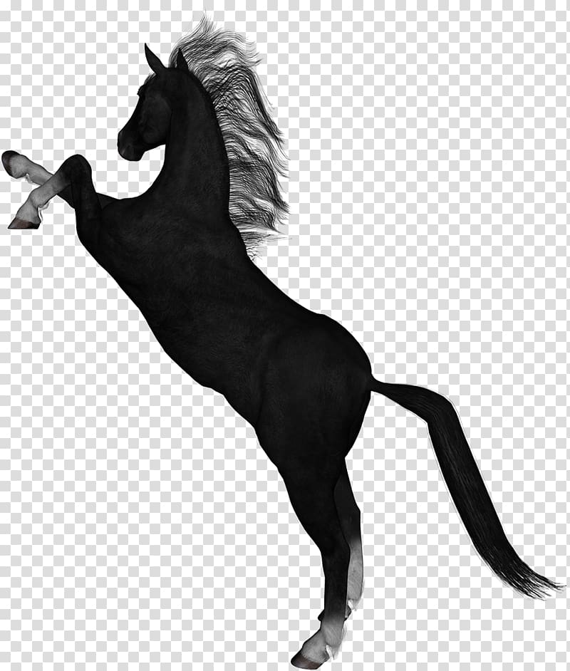 Stallion Mustang Thoroughbred Foal Portable Network Graphics, mustang transparent background PNG clipart