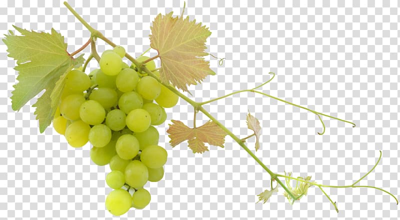 Wine Common Grape Vine Balsamic vinegar Olive oil, grape transparent background PNG clipart