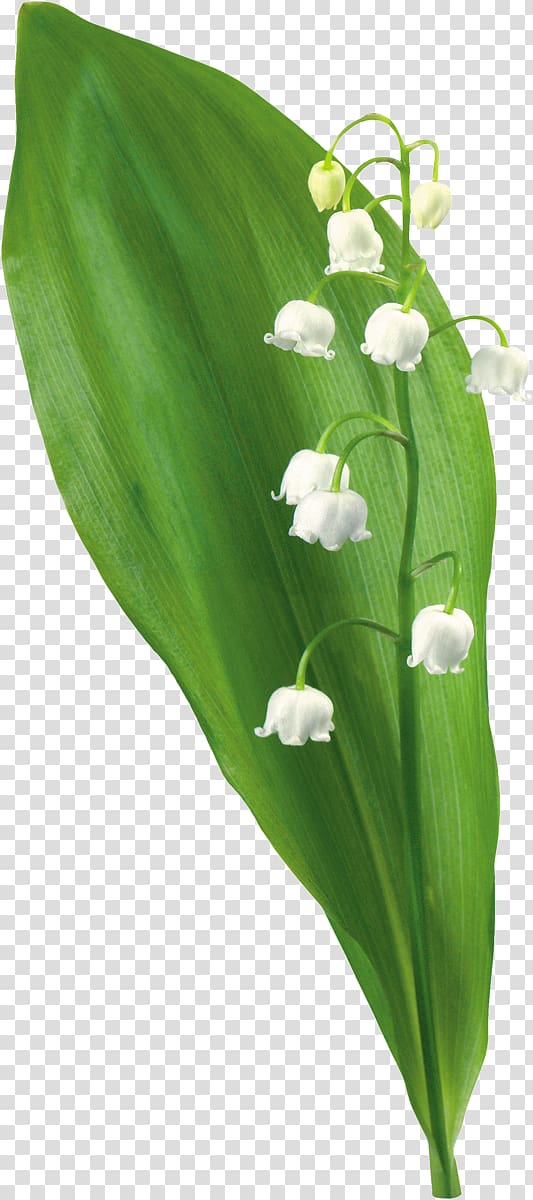 Lily of the valley Lilium Flower , lily of the valley transparent background PNG clipart