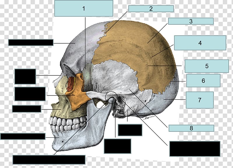 Parietal bone Frontal bone Sphenoid bone Skull, skull transparent background PNG clipart