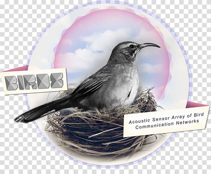 Wren Beak Bird nest American Sparrows, Bird transparent background PNG clipart