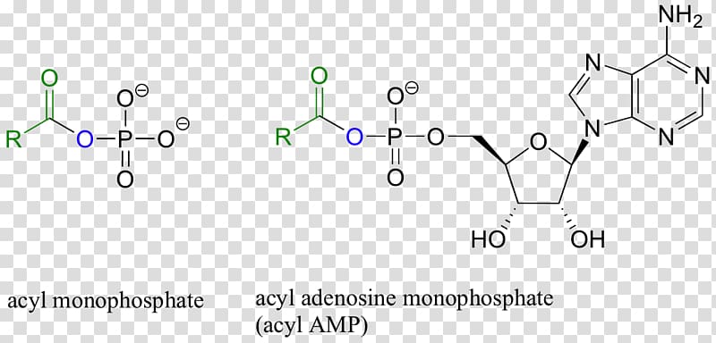 Amide Peptide bond Amino acid Functional group Transfer RNA, Adenosine Monophosphate transparent background PNG clipart
