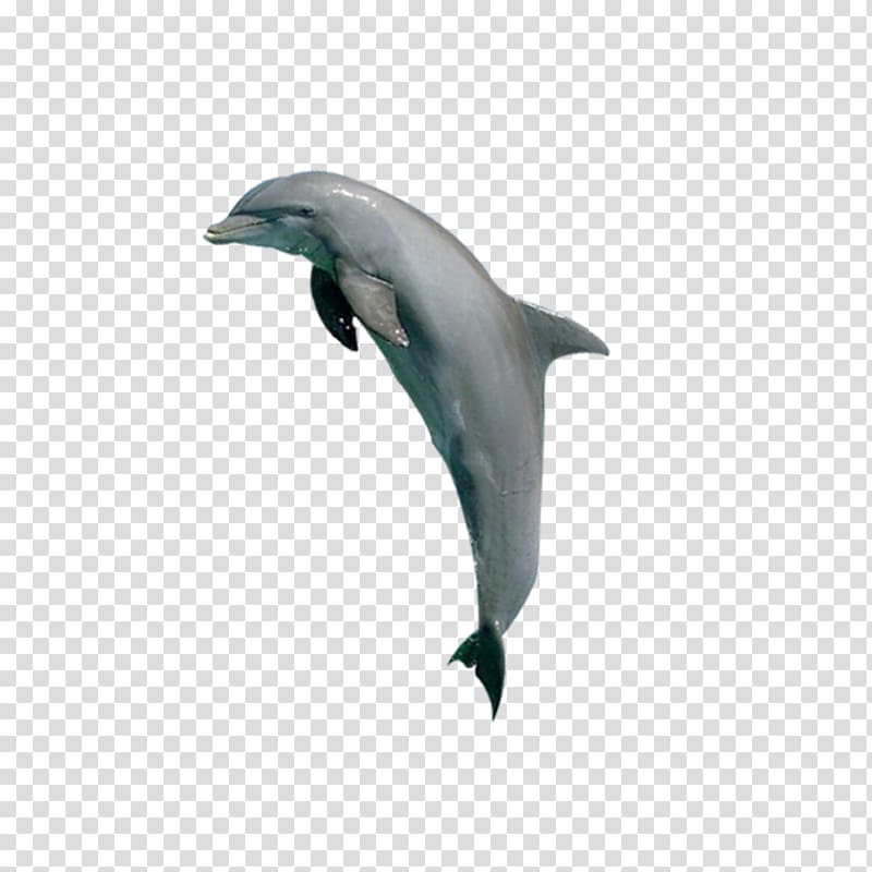 Tucuxi Common bottlenose dolphin Porpoise Killer whale, Animals Dolphins transparent background PNG clipart