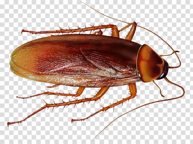 Cockroach Insect Portable Network Graphics Pest Control, cockroach transparent background PNG clipart