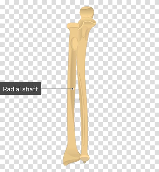 Ulnar styloid process Radius Anatomy Bone, others transparent background PNG clipart