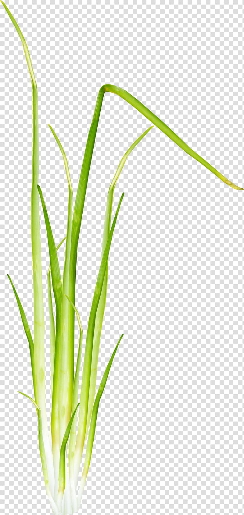 Herbaceous plant 2403 (عدد) Allium fistulosum , Barley grass transparent background PNG clipart