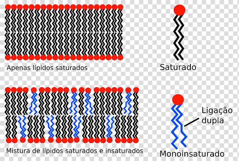 Biological membrane Cell membrane Hydrophobe Lipid bilayer, plant transparent background PNG clipart