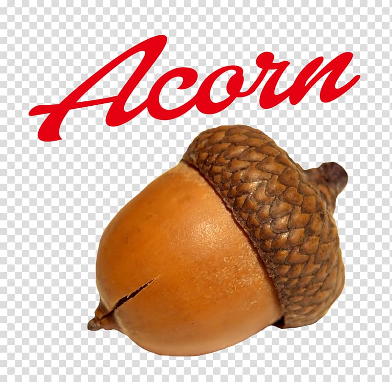 Acorn Calybium and cupule, acorn transparent background PNG clipart