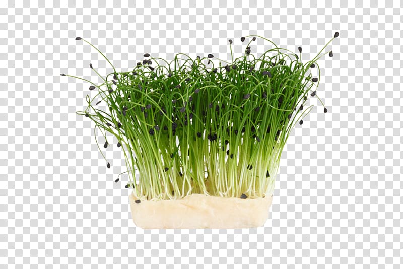 Herb Garden cress Chives Sprouting Dill, vegetable transparent background PNG clipart