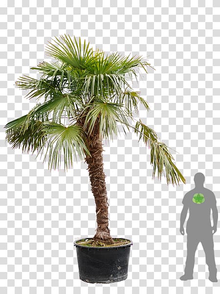Trachycarpus fortunei Asian palmyra palm Palm trees Garden Oil palms, transparent background PNG clipart