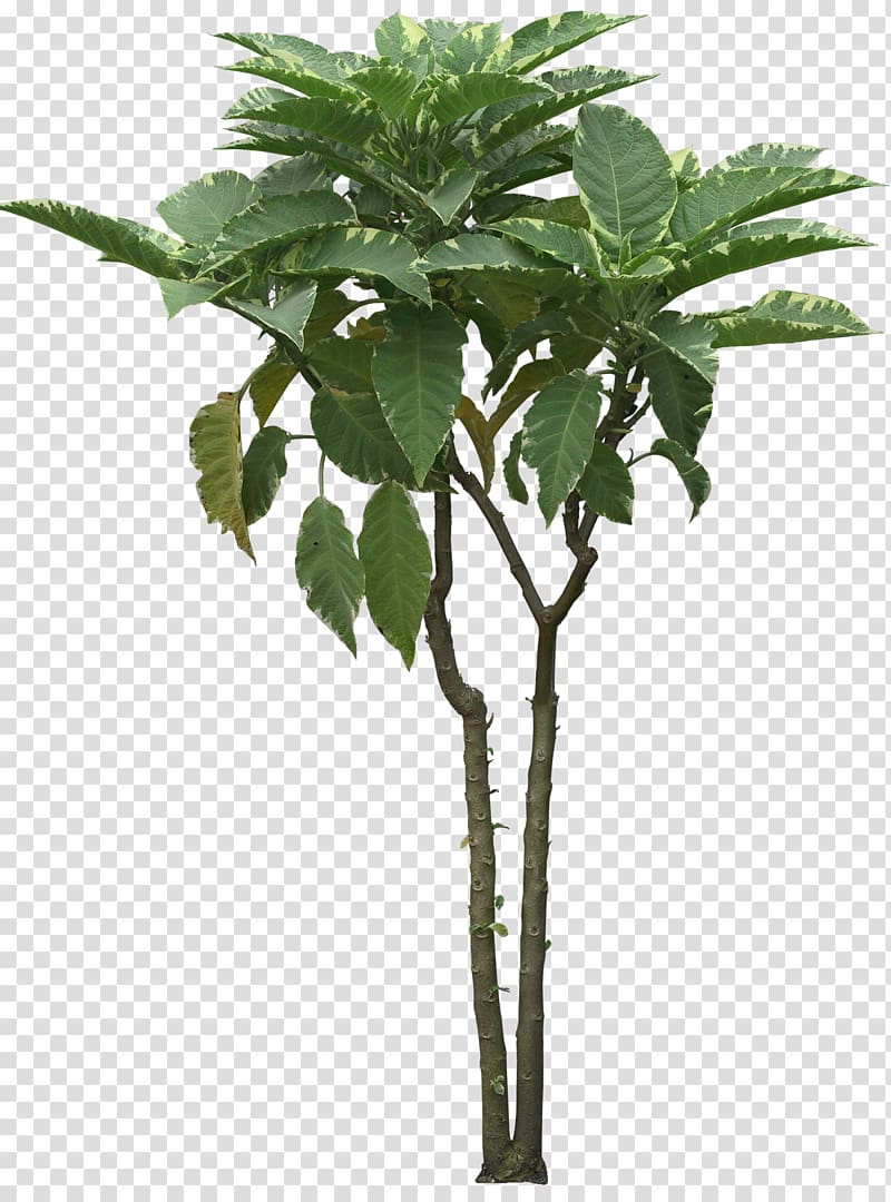 Tree Bonsai Cordyline australis Shrub Qiaomu, shrubs transparent background PNG clipart