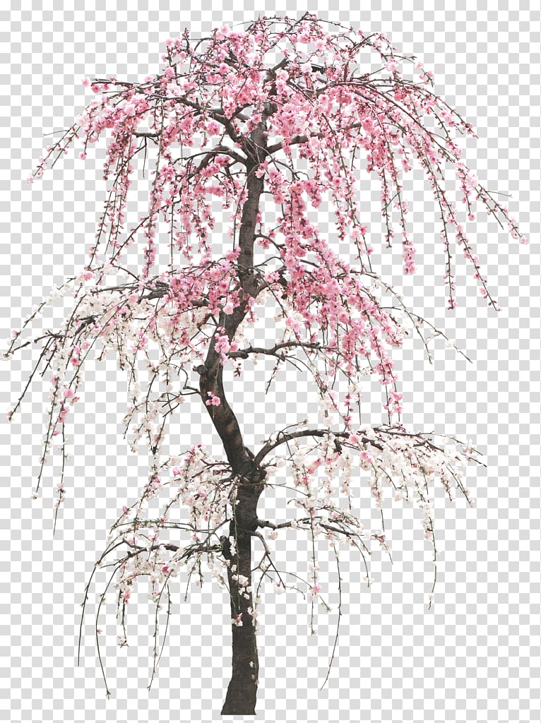 Tree Peach Cherry Trunk, Creative Valentine\'s Day transparent background PNG clipart
