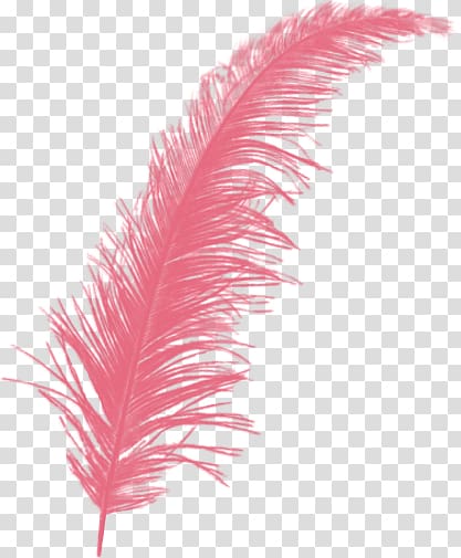 creative feather wings,pink feather transparent background PNG clipart