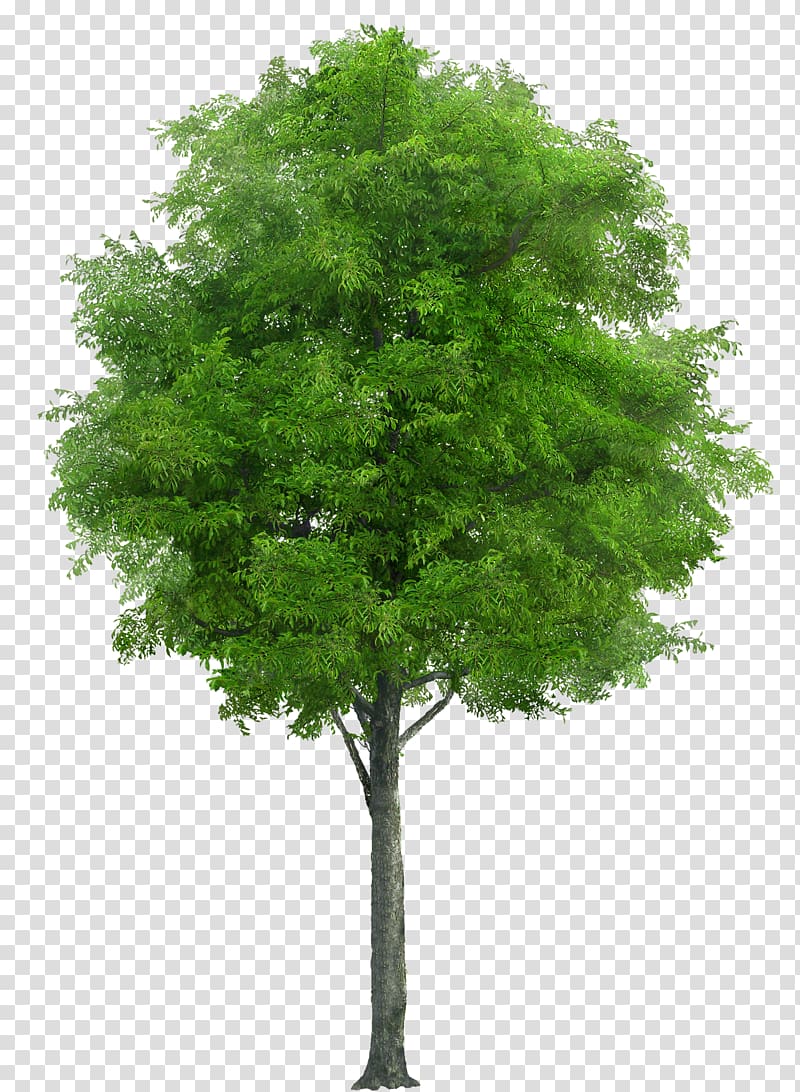green leafed tree graphic wallart, Neem Tree Neem oil Swietenia Chinaberry, tree transparent background PNG clipart