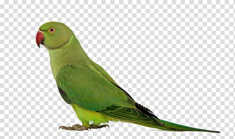 Parrot Bird Rose-ringed parakeet Budgerigar, parrot transparent background PNG clipart