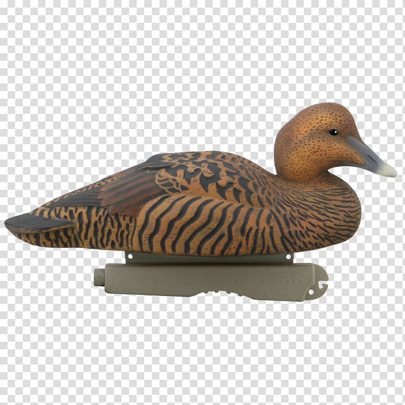 Mallard Goose Duck Common eider King eider, goose transparent background PNG clipart