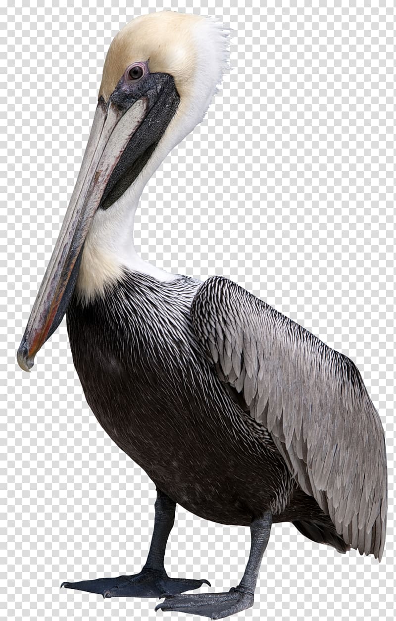 Bird Pelican , Goose transparent background PNG clipart