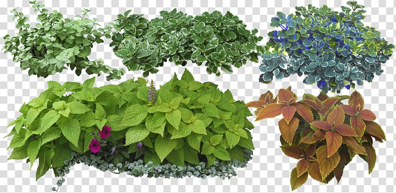 Shrub Herbs & Flowers: Plant, Grow, Eat On Landscape Architecture Tree, tree transparent background PNG clipart