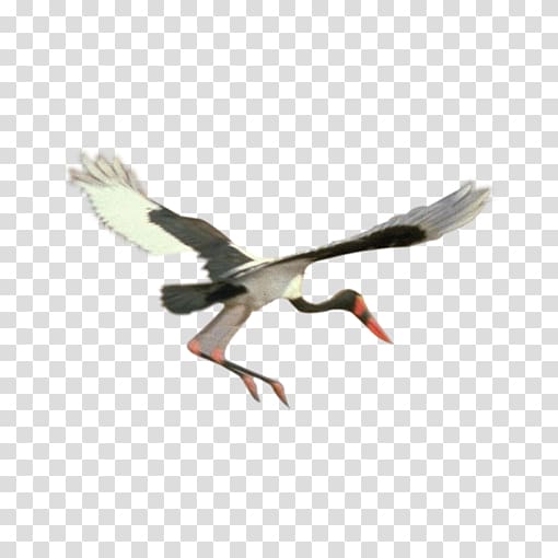 Bird Goose, white crane transparent background PNG clipart