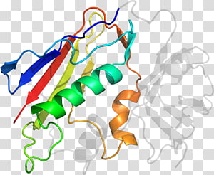 Line Point Organism , line transparent background PNG clipart thumbnail