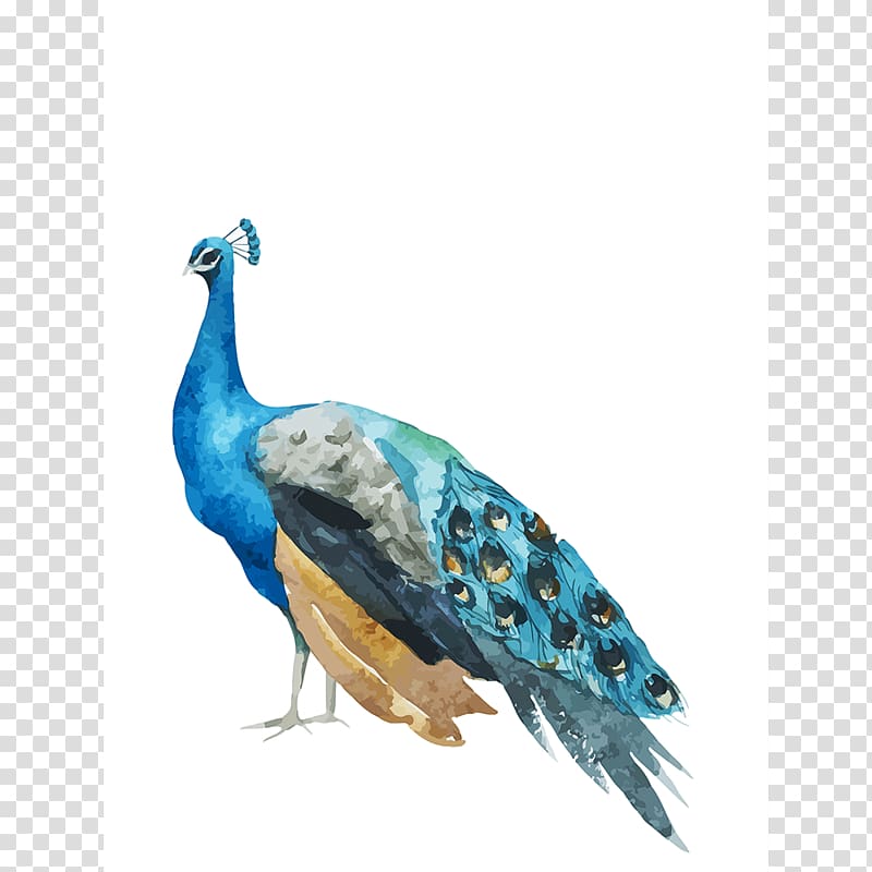 Pavo Asiatic peafowl, feather transparent background PNG clipart