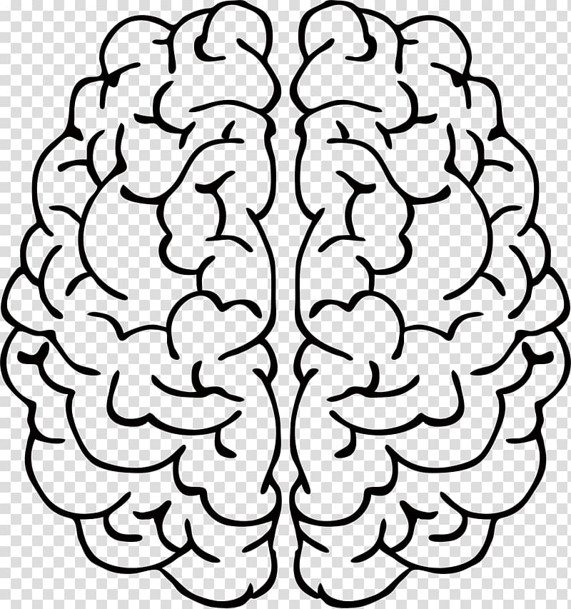 Brain Drawing Line art Abstract art , mind transparent background PNG clipart