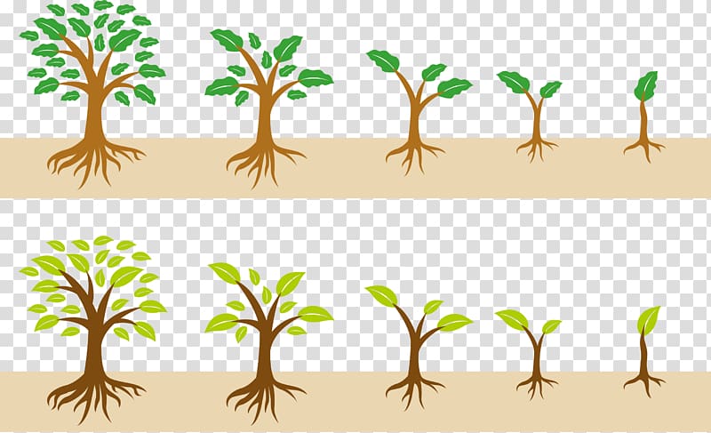 The growth of a tree transparent background PNG clipart