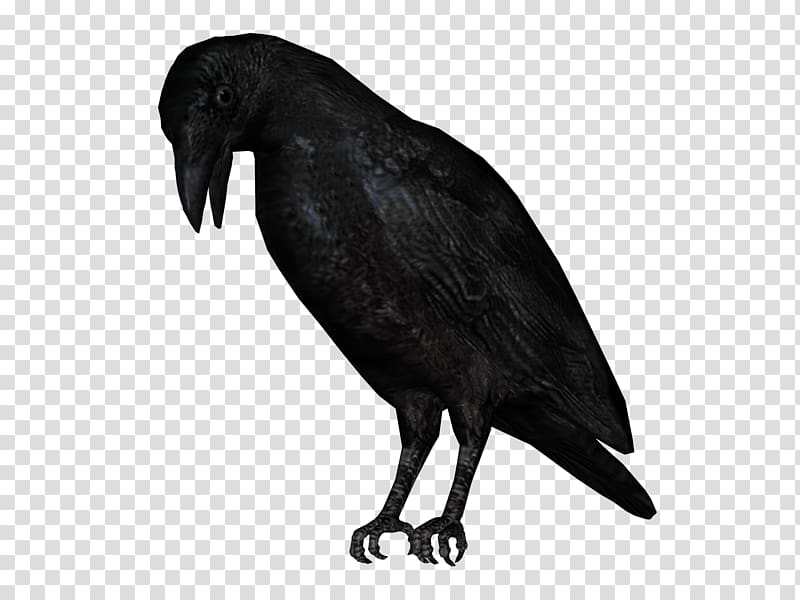 Bird American crow , crow transparent background PNG clipart
