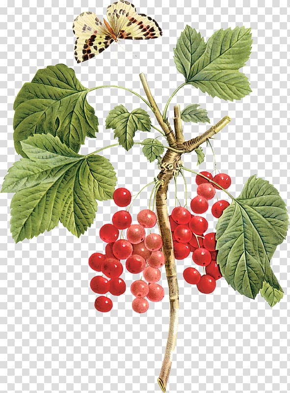 Gooseberry Raspberry Boysenberry Loganberry, raspberry transparent background PNG clipart