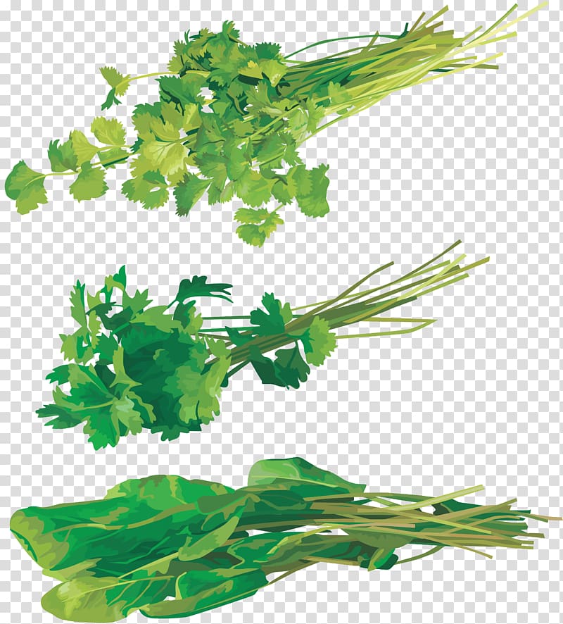 Coriander Parsley Dill Leaf vegetable , vegetable transparent background PNG clipart