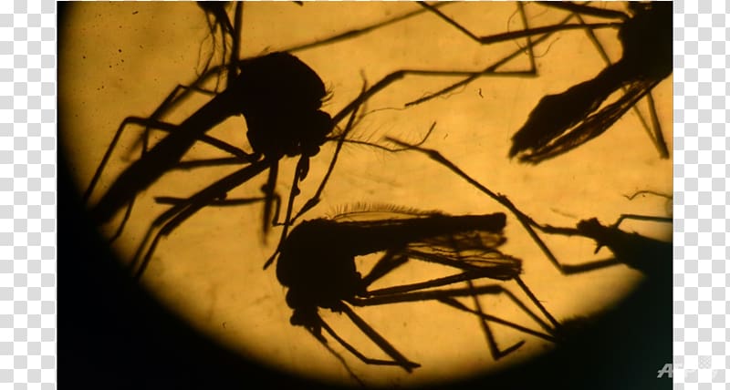 2015–16 Zika virus epidemic Mosquito-borne disease, mosquito transparent background PNG clipart