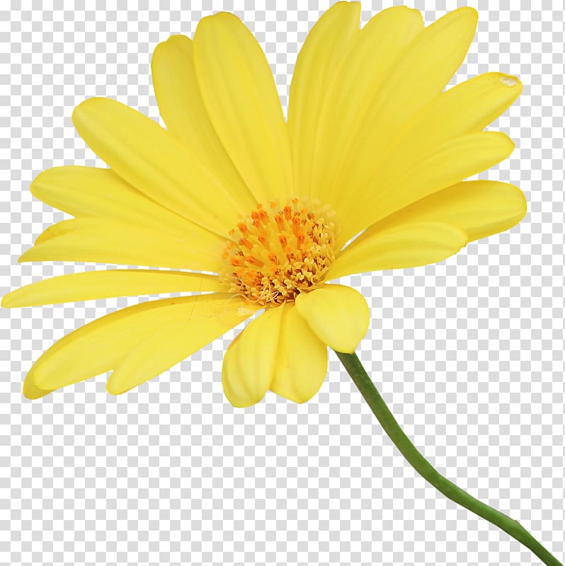 Common daisy Chrysanthemum Daisy family Oxeye daisy Cut flowers, chrysanthemum transparent background PNG clipart