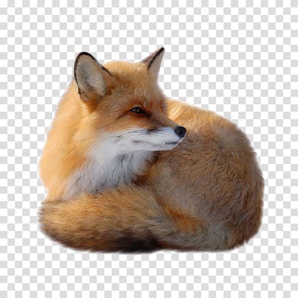 Fox Canidae , Cute fox transparent background PNG clipart