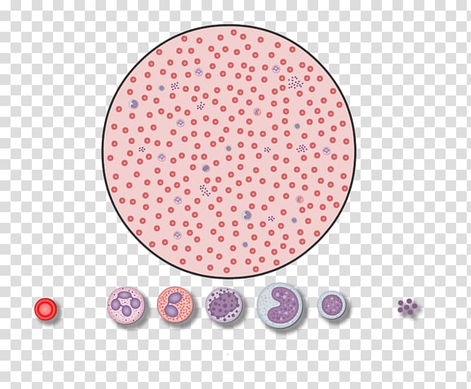 Red blood cell White blood cell Complete blood count, blood transparent background PNG clipart