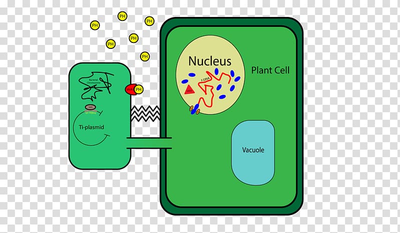 Plant cell Cell wall DNA Ti plasmid, plant transparent background PNG clipart