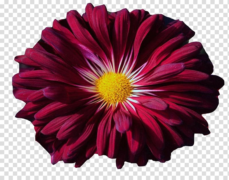 Transvaal daisy Chrysanthemum Petal, Ink chrysanthemum material transparent background PNG clipart