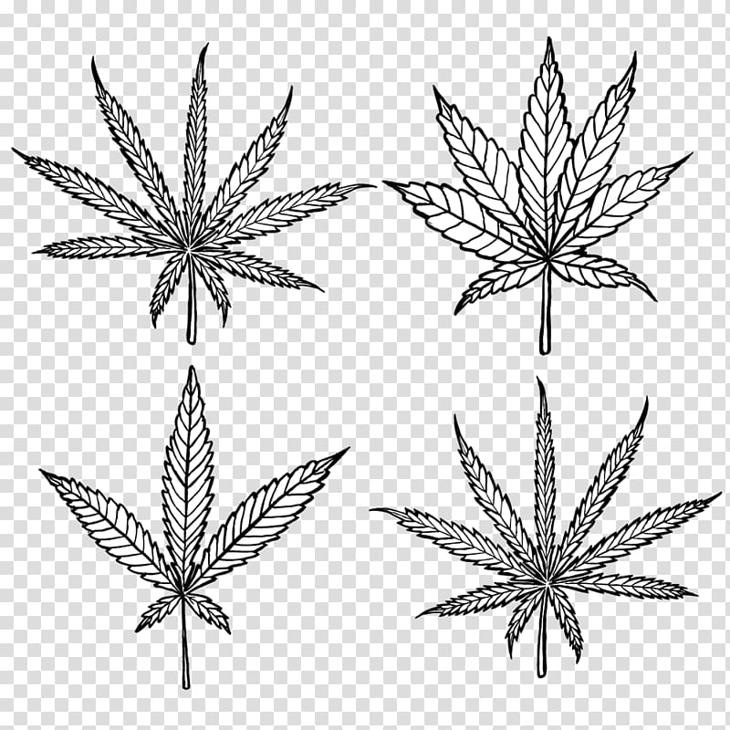 Cannabis sativa Marijuana Medical cannabis Cannabidiol, cannabis transparent background PNG clipart