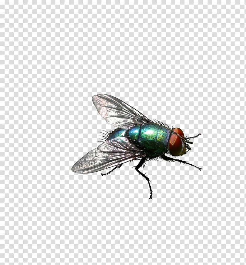 blue bottle fly illustration, Insect Housefly Stable fly Pest control, Green flies transparent background PNG clipart