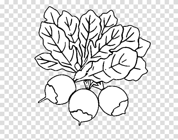 Beetroots Drawing Coloring Book Vegetables , acelga beterraba transparent background PNG clipart