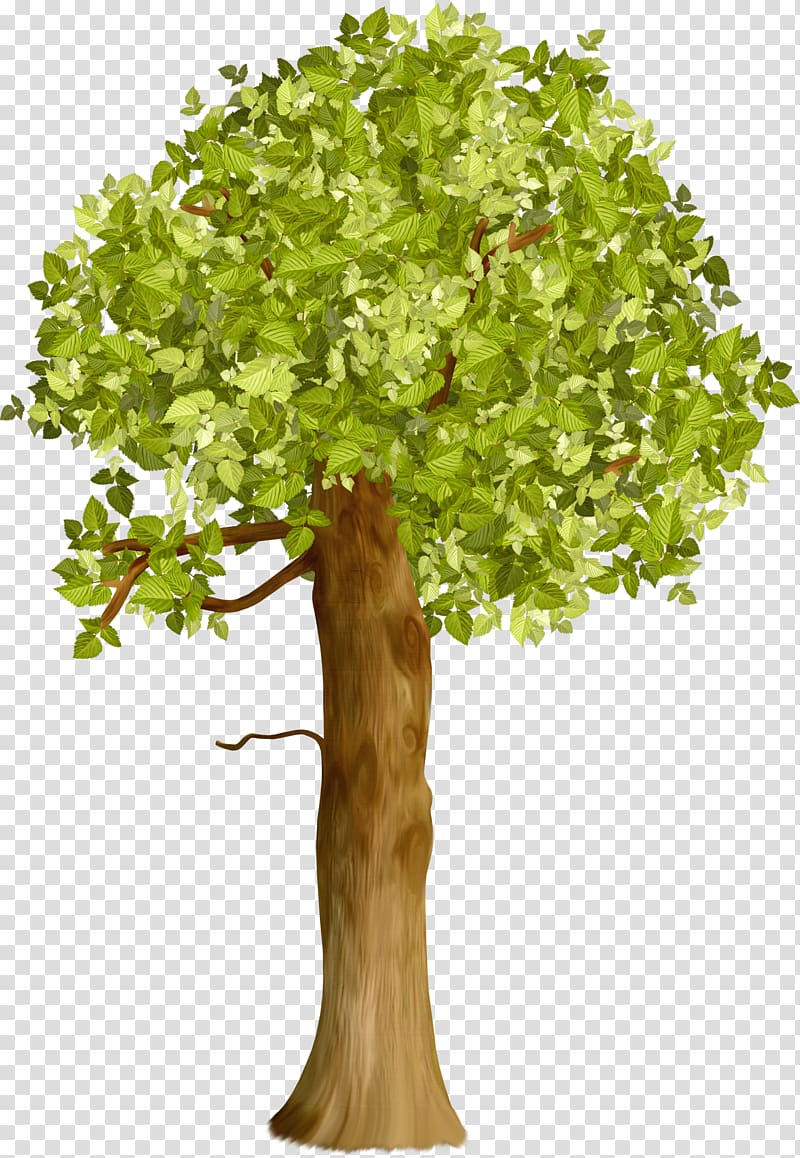 Trunk Tree Crown Branch , tree transparent background PNG clipart