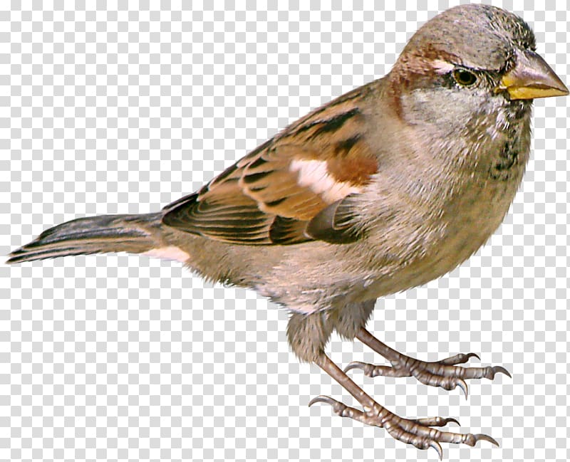 brown bird, House Sparrow Bird Great Tit, Sparrow transparent background PNG clipart