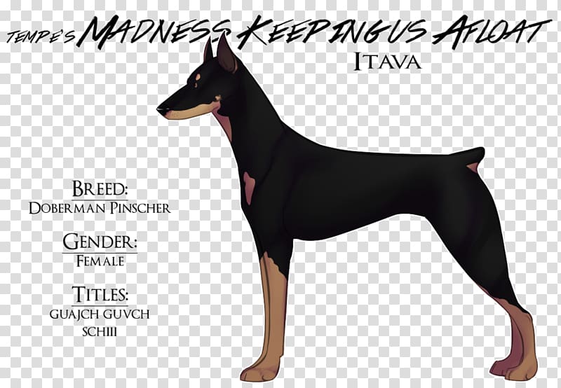 Dobermann German Pinscher Miniature Pinscher Manchester Terrier English Toy Terrier, DOBERMAN PINSCHER transparent background PNG clipart