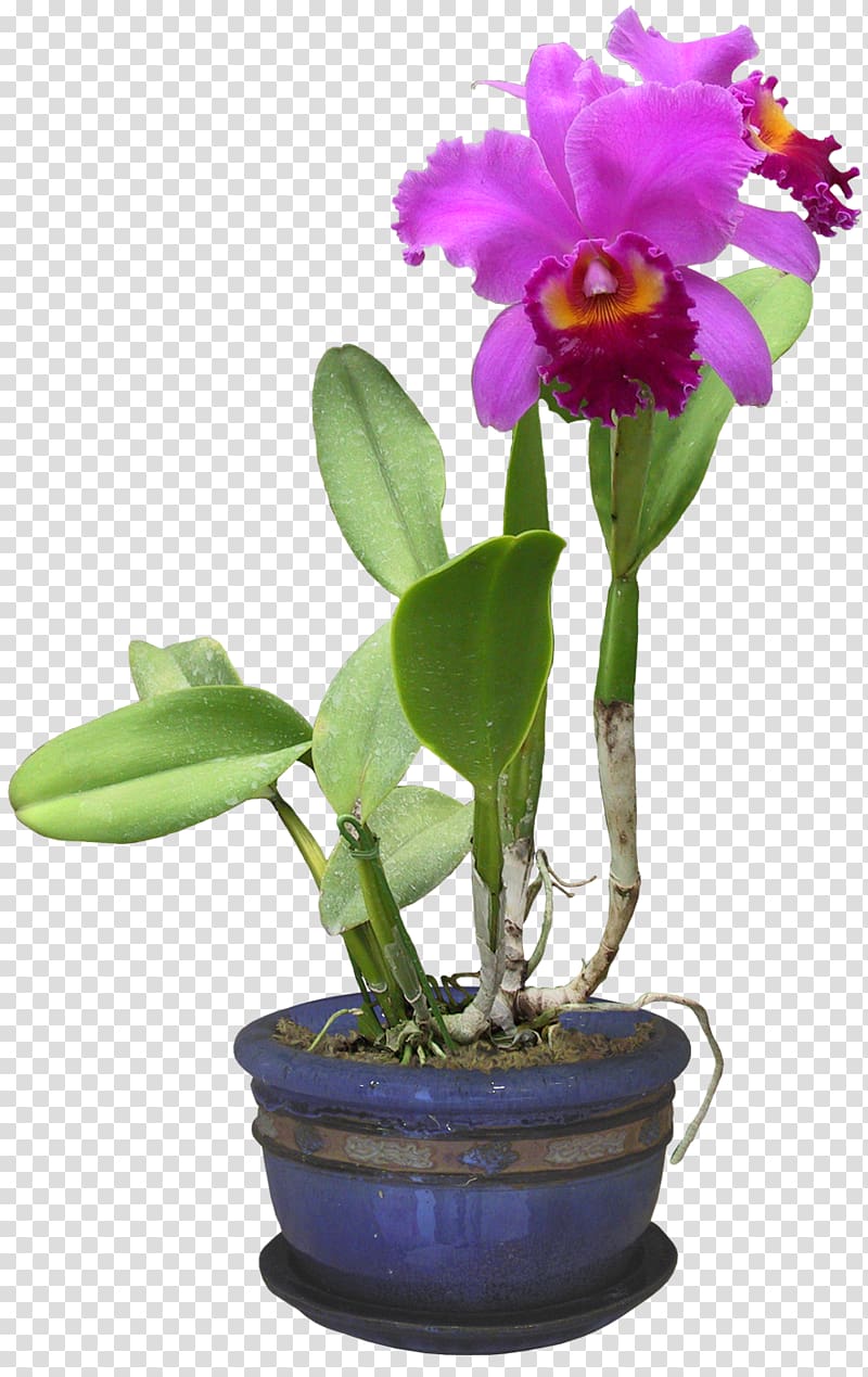 Orchids Plants File format Burknar, plants transparent background PNG clipart