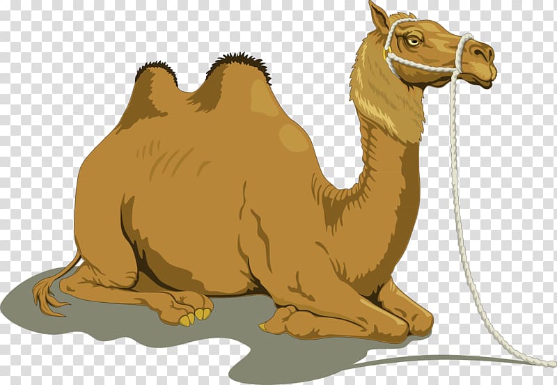 Bactrian camel Dromedary , camel transparent background PNG clipart