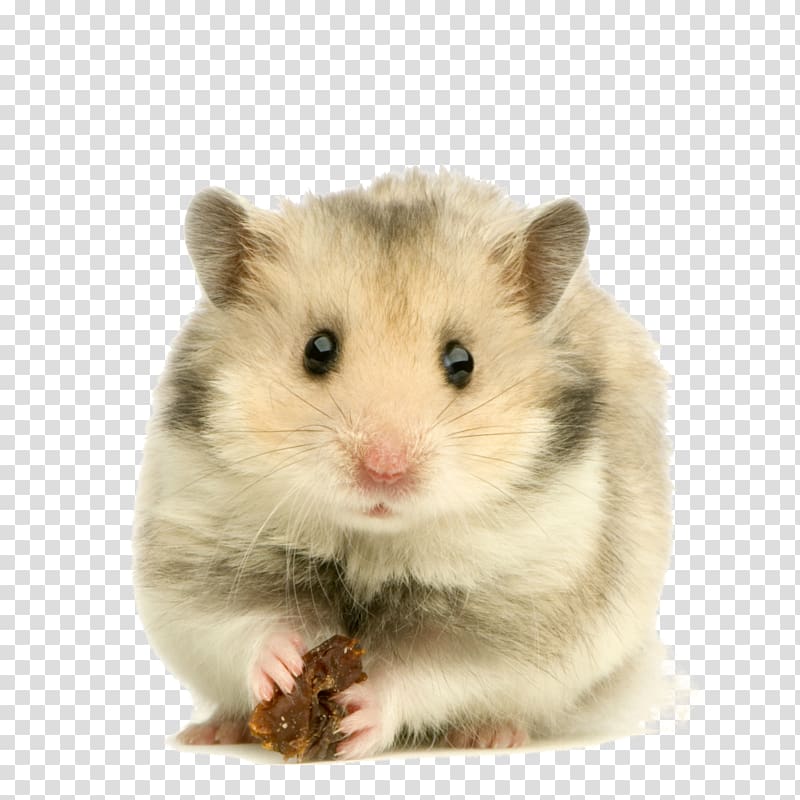 hamster , Golden hamster Rodent Dog Domestic rabbit, hamster transparent background PNG clipart