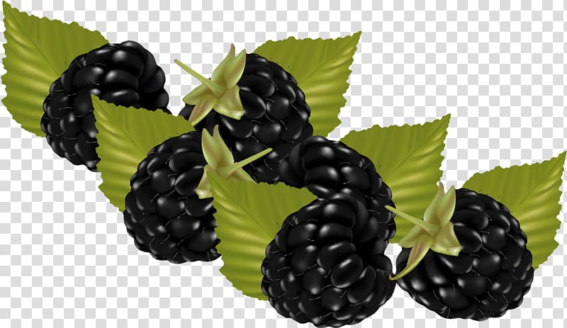 Boysenberry Frutti di bosco Fruit Raspberry, Raspberry transparent background PNG clipart