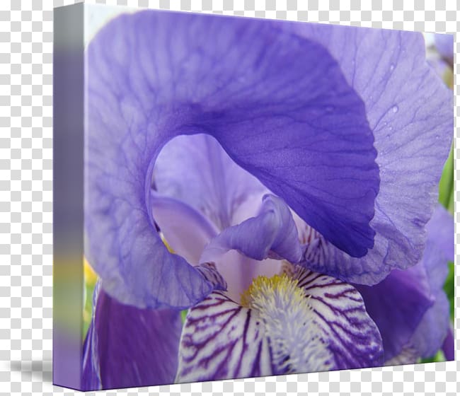 Pansy Irises Printmaking Violet Gallery wrap, flower posters transparent background PNG clipart