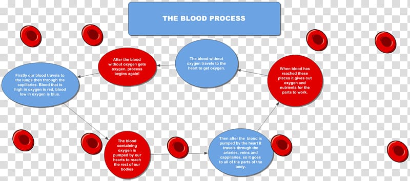 Flowchart Diagram Circulatory system Coagulation Blood, flow chart transparent background PNG clipart