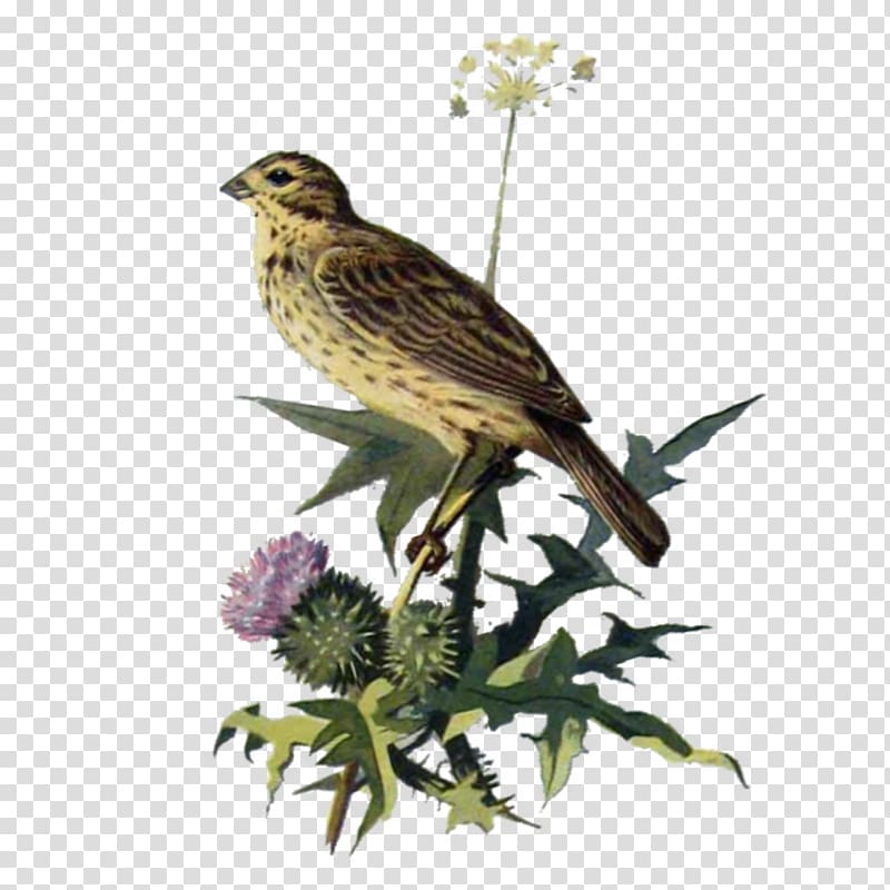 Finches House finch American Sparrows Bird Ortolan bunting, thistle watercolor transparent background PNG clipart
