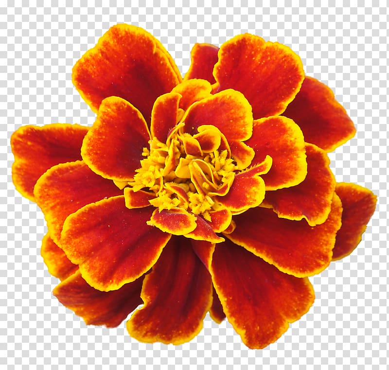 Mexican marigold Flower , marigold transparent background PNG clipart